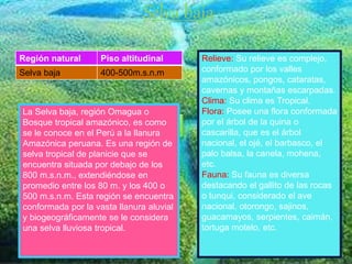 Relieve: Su relieve es complejo,
conformado por los valles
amazónicos, pongos, cataratas,
cavernas y montañas escarpadas.
Clima: Su clima es Tropical.
Flora: Posee una flora conformada
por el árbol de la quina o
cascarilla, que es el árbol
nacional, el ojé, el barbasco, el
palo balsa, la canela, mohena,
etc.
Fauna: Su fauna es diversa
destacando el gallito de las rocas
o tunqui, considerado el ave
nacional, otorongo, sajinos,
guacamayos, serpientes, caimán,
tortuga motelo, etc.
Selva baja
La Selva baja, región Omagua o
Bosque tropical amazónico, es como
se le conoce en el Perú a la llanura
Amazónica peruana. Es una región de
selva tropical de planicie que se
encuentra situada por debajo de los
800 m.s.n.m., extendiéndose en
promedio entre los 80 m. y los 400 o
500 m.s.n.m. Esta región se encuentra
conformada por la vasta llanura aluvial
y biogeográficamente se le considera
una selva lluviosa tropical.
Región natural Piso altitudinal
Selva baja 400-500m.s.n.m
 