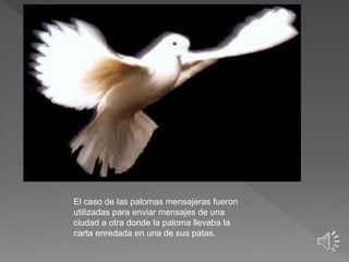 El caso de las palomas mensajeras fueron
utilizadas para enviar mensajes de una
ciudad a otra donde la paloma llevaba la
carta enredada en una de sus patas.
 