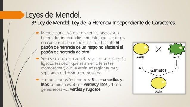 Resultado de imagen para gregor mendel INVENTOS