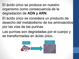 El ácido úrico se produce en nuestro
organismo como consecuencia de la
degradación de ADN y ARN.
El ácido úrico se considera un producto de
desecho del metabolismo de los aminoácidos
por las vías de las purinas.
Las purinas son degradadas por el cuerpo y
se transformadas en ácido úrico.
 