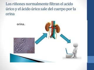 Losriñonesnormalmentefiltran el acido
úrico y el ácido úrico sale del cuerpoporla
orina
 