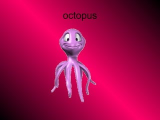 octopus
 