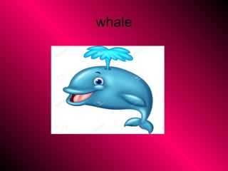 whale
 