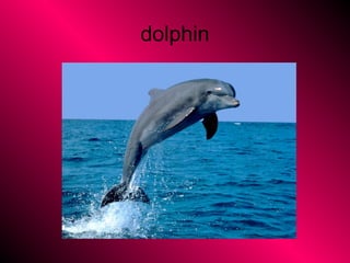 dolphin
 