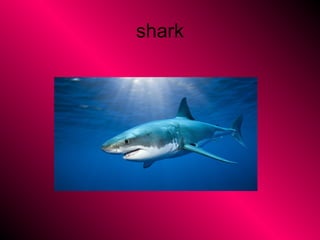 shark
 