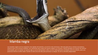 Mamba negra
Las mambas negras son las serpientes más rápidas del planeta y una de las más venenosas. Sólo dos gotas de su veneno neurotóxico,
contra el que no se conoce antídoto, son suficientes para matar de manera rápida a un humano. Atacan basadas en el temor de sentirse
amenazada, pero se sienten así apenas algo se acerca demasiado a ellas y al vivir habitualmente enredadas entre los árboles, para una
potencial víctima es difícil saber cuándo se está cerca de ellas para provocar su ataque. De ahí su elevada peligrosidad.
 