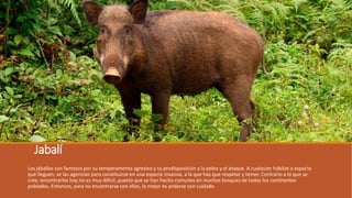 Jabalí
Los jabalíes son famosos por su temperamento agresivo y su predisposición a la pelea y el ataque. A cualquier hábitat o espacio
que lleguen, se las agencian para constituirse en una especie invasiva, a la que hay que respetar y temer. Contrario a lo que se
cree, encontrarlos hoy no es muy difícil, puesto que se han hecho comunes en muchos bosques de todos los continentes
poblados. Entonces, para no encontrarse con ellos, lo mejor es andarse con cuidado
 