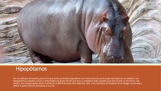 Hipopótamos
Por los dibujos animados parecería que estos animales regordetes son todo ternura, pero nada más lejos de la realidad. Los
hipopótamos pueden correr a velocidades de hasta 50 km por hora y embestir todo aquello que ose invadir su territorio. De
hecho, son responsables de la muerte de 3.000 humanos de media por año, y las hembras no dudarán en proteger como sea y
dañar a quien intente acercarse a su cría.
 