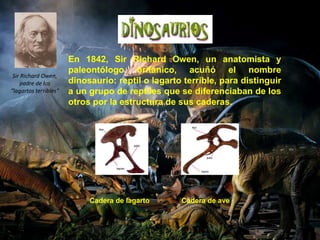 En 1842, Sir Richard Owen, un anatomista y 
paleontólogo británico, acuñó el nombre 
dinosaurio: reptil o lagarto terrible, para distinguir 
a un grupo de reptiles que se diferenciaban de los 
otros por la estructura de sus caderas. 
Cadera de lagarto Cadera de ave 
Sir Richard Owen, 
padre de los 
“lagartos terribles” 
 