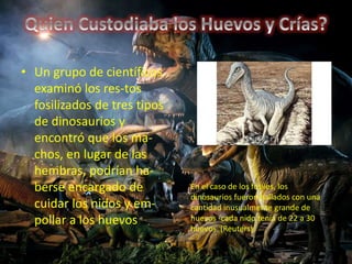 • Un grupo de científicos 
examinó los res-tos 
fosilizados de tres tipos 
de dinosaurios y 
encontró que los ma-chos, 
en lugar de las 
hembras, podrían ha-berse 
encargado de 
cuidar los nidos y em-pollar 
a los huevos 
En el caso de los fósiles, los 
dinosaurios fueron hallados con una 
cantidad inusualmente grande de 
huevos -cada nido tenía de 22 a 30 
huevos. (Reuters). 
 