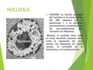 NUCLEOLO.
 FUNCIÓN: La función principal
del nucléolo es la transcripción
del ARN ribosoma por la
polimerasa I, y el posterior
procesamiento y ensamblaje de
los pre-componentes que
formarán los ribosomas.
Además, el nucléolo tiene roles
en otras funciones celulares tales
como la regulación del ciclo
celular, las respuestas de estrés
celular, la actividad de la
telomerasa y el envejecimiento.
 