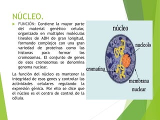 NÚCLEO.
 FUNCIÓN: Contiene la mayor parte
del material genético celular,
organizado en múltiples moléculas
lineales de ADN de gran longitud,
formando complejos con una gran
variedad de proteínas como las
histonas para formar los
cromosomas. El conjunto de genes
de esos cromosomas se denomina
genoma nuclear.
La función del núcleo es mantener la
integridad de esos genes y controlar las
actividades celulares regulando la
expresión génica. Por ello se dice que
el núcleo es el centro de control de la
célula.
 