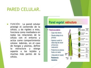PARED CELULAR.
 FUNCIÓN: La pared celular
protege el contenido de la
célula, y da rigidez a esta,
funciona como mediadora en
todas las relaciones de la
célula con el entorno y
actúa como compartimiento
celular. Además, en el caso
de hongos y plantas, define
la estructura y otorga
soporte a los tejidos y
muchas más partes de la
célula.
 
