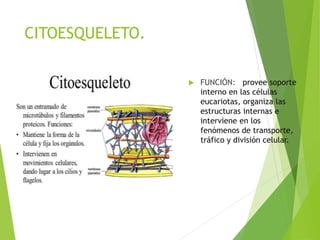 CITOESQUELETO.
 FUNCIÓN: provee soporte
interno en las células
eucariotas, organiza las
estructuras internas e
interviene en los
fenómenos de transporte,
tráfico y división celular.
 