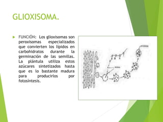 GLIOXISOMA.
 FUNCIÓN: Los glioxisomas son
peroxisomas especializados
que convierten los lípidos en
carbohidratos durante la
germinación de las semillas.
La plántula utiliza estos
azúcares sintetizados hasta
que es lo bastante madura
para producirlos por
fotosíntesis.
 