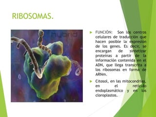 RIBOSOMAS.
 FUNCIÓN: Son los centros
celulares de traducción que
hacen posible la expresión
de los genes. Es decir, se
encargan de sintetizar
proteínas a partir de la
información contenida en el
ADN, que llega transcrita a
los ribosomas en forma de
ARNm.
 Citosol, en las mitocondrias,
en el retículo
endoplasmático y en los
cloroplastos.
 