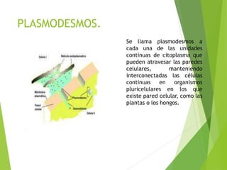PLASMODESMOS.
Se llama plasmodesmos a
cada una de las unidades
continuas de citoplasma que
pueden atravesar las paredes
celulares, manteniendo
interconectadas las células
continuas en organismos
pluricelulares en los que
existe pared celular, como las
plantas o los hongos.
 