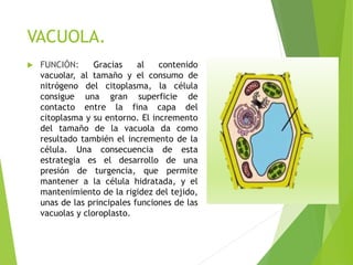 VACUOLA.
 FUNCIÓN: Gracias al contenido
vacuolar, al tamaño y el consumo de
nitrógeno del citoplasma, la célula
consigue una gran superficie de
contacto entre la fina capa del
citoplasma y su entorno. El incremento
del tamaño de la vacuola da como
resultado también el incremento de la
célula. Una consecuencia de esta
estrategia es el desarrollo de una
presión de turgencia, que permite
mantener a la célula hidratada, y el
mantenimiento de la rigidez del tejido,
unas de las principales funciones de las
vacuolas y cloroplasto.
 