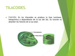 TILACOIDES.
 FUNCIÓN: En los tilacoides se produce la fase luminosa,
fotoquímica o dependiente de la luz del Sol. Su función es
absorber los fotones de la luz solar.
 