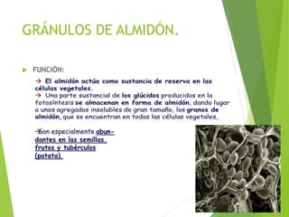 GRÁNULOS DE ALMIDÓN.
 FUNCIÓN:
 