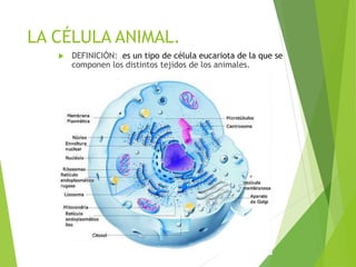 LA CÉLULA ANIMAL.
 DEFINICIÓN: es un tipo de célula eucariota de la que se
componen los distintos tejidos de los animales.
 
