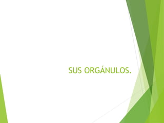 SUS ORGÁNULOS.
 