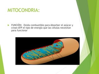 MITOCONDRIA:
 FUNCIÓN: Oxida combustible para Absorber el azúcar y
crean ATP el tipo de energía que las células necesitan
para funcionar
 