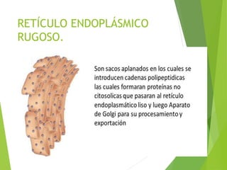 RETÍCULO ENDOPLÁSMICO
RUGOSO.
 FUNCIÓN:
 