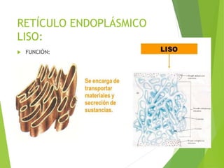 RETÍCULO ENDOPLÁSMICO
LISO:
 FUNCIÓN:
 