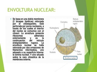 ENVOLTURA NUCLEAR:
 