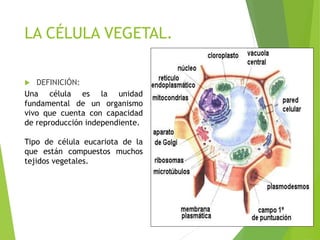LA CÉLULA VEGETAL.
 DEFINICIÓN:
Una célula es la unidad
fundamental de un organismo
vivo que cuenta con capacidad
de reproducción independiente.
Tipo de célula eucariota de la
que están compuestos muchos
tejidos vegetales.
 