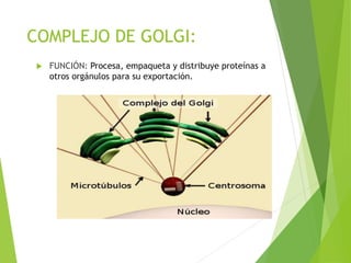 COMPLEJO DE GOLGI:
 FUNCIÓN: Procesa, empaqueta y distribuye proteínas a
otros orgánulos para su exportación.
 