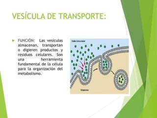 VESÍCULA DE TRANSPORTE:
 FUNCIÓN: Las vesículas
almacenan, transportan
o digieren productos y
residuos celulares. Son
una herramienta
fundamental de la célula
para la organización del
metabolismo.
 