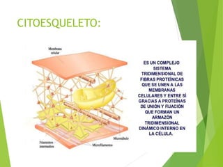 CITOESQUELETO:
 