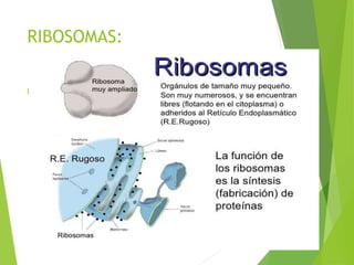 RIBOSOMAS:
 FUNCIÓN:
 