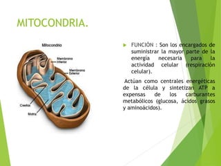 MITOCONDRIA.
 FUNCIÓN : Son los encargados de
suministrar la mayor parte de la
energía necesaria para la
actividad celular (respiración
celular).
Actúan como centrales energéticas
de la célula y sintetizan ATP a
expensas de los carburantes
metabólicos (glucosa, ácidos grasos
y aminoácidos).
 