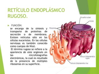 RETÍCULO ENDOPLÁSMICO
RUGOSO.
 FUNCIÓN:
se encarga de la síntesis y
transporte de proteínas de
secreción o de membrana.
Existen retículos sólo en las
células eucariotas. En las células
nerviosas es también conocido
como cuerpos de Nissl.
El término rugoso se refiere a la
apariencia de este orgánulo en
las microfotografías
electrónicas, la cual es resultado
de la presencia de múltiples
ribosomas en su superficie.
 