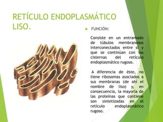 RETÍCULO ENDOPLASMÁTICO
LISO.  FUNCIÓN:
Consiste en un entramado
de túbulos membranosos
interconectados entre sí y
que se continúan con las
cisternas del retículo
endoplasmático rugoso.
A diferencia de éste, no
tiene ribosomas asociados a
sus membranas (de ahí el
nombre de liso) y, en
consecuencia, la mayoría de
las proteínas que contiene
son sintetizadas en el
retículo endoplasmático
rugoso.
 
