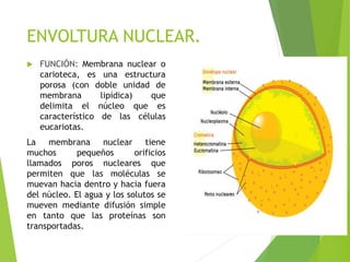 ENVOLTURA NUCLEAR.
 FUNCIÓN: Membrana nuclear o
carioteca, es una estructura
porosa (con doble unidad de
membrana lipídica) que
delimita el núcleo que es
característico de las células
eucariotas.
La membrana nuclear tiene
muchos pequeños orificios
llamados poros nucleares que
permiten que las moléculas se
muevan hacia dentro y hacia fuera
del núcleo. El agua y los solutos se
mueven mediante difusión simple
en tanto que las proteínas son
transportadas.
 