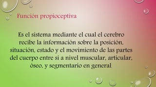 Función propioceptiva
Es el sistema mediante el cual el cerebro
recibe la información sobre la posición,
situación, estado y el movimiento de las partes
del cuerpo entre si a nivel muscular, articular,
óseo, y segmentario en general.
 