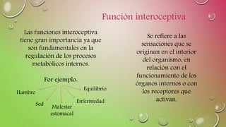 Función interoceptiva
Se refiere a las
sensaciones que se
originan en el interior
del organismo, en
relación con el
funcionamiento de los
órganos internos o con
los receptores que
activan.
Las funciones interoceptiva
tiene gran importancia ya que
son fundamentales en la
regulación de los procesos
metabólicos internos.
Por ejemplo:
Hambre
Sed
Equilibrio
Enfermedad
Malestar
estomacal
 