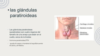 • las glándulas
paratiroideas
• Las glándulas paratiroideas
(paratiroides) son cuatro órganos del
tamaño de una arveja que están en el
cuello, cerca de la tiroides
• hormona paratiroidea (PTH
• ayuda al cuerpo a mantener el equilibrio entre
el calcio y el fósforo.
 