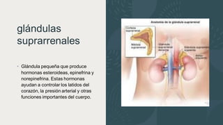 glándulas
suprarrenales
• Glándula pequeña que produce
hormonas esteroideas, epinefrina y
norepinefrina. Estas hormonas
ayudan a controlar los latidos del
corazón, la presión arterial y otras
funciones importantes del cuerpo.
 