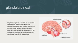 glándula pineal
• La glándula pineal o epífisis es un agente
cronobiótico. Esto quiere decir que
sincroniza nuestro reloj interno con el ciclo
luz-oscuridad. Ante la ausencia de luz,
este pequeño órgano cerebral de solo 120
miligramos produce la hormona que nos
conduce al mundo de los sueños
 