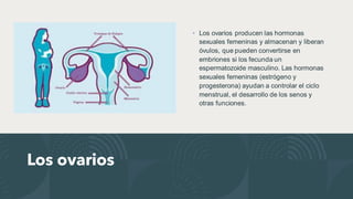Los ovarios
• Los ovarios producen las hormonas
sexuales femeninas y almacenan y liberan
óvulos, que pueden convertirse en
embriones si los fecunda un
espermatozoide masculino. Las hormonas
sexuales femeninas (estrógeno y
progesterona) ayudan a controlar el ciclo
menstrual, el desarrollo de los senos y
otras funciones.
 