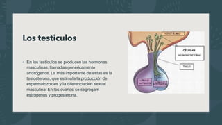 Los testiculos
• En los testículos se producen las hormonas
masculinas, llamadas genéricamente
andrógenos. La más importante de estas es la
testosterona, que estimula la producción de
espermatozoides y la diferenciación sexual
masculina. En los ovarios se segregam
estrógenos y progesterona.
 
