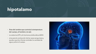 hipotalamo
• Área del cerebro que controla la temperatura
del cuerpo, el hambre y la sed.
• La oxitocina (OT) y la hormona antidiurética (ADH)
• sirve para la contracción de los vasos sanguíneos y
ayuda a que los riñones controlen la cantidad de
agua y sal en el cuerpo.
 