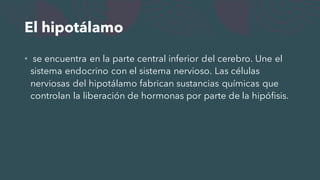 El hipotálamo
• se encuentra en la parte central inferior del cerebro. Une el
sistema endocrino con el sistema nervioso. Las células
nerviosas del hipotálamo fabrican sustancias químicas que
controlan la liberación de hormonas por parte de la hipófisis.
 