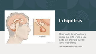 la hipófisis
Hormona antidiurética (ADH
 