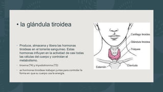 • la glándula tiroidea
• Produce, almacena y libera las hormonas
tiroideas en el torrente sanguíneo. Estas
hormonas influyen en la actividad de casi todas
las células del cuerpo y controlan el
metabolismo.
• tiroxina (T4) y triyodotironina (T3)
• as hormonas tiroideas trabajan juntas para controlar la
forma en que su cuerpo usa la energía.
 